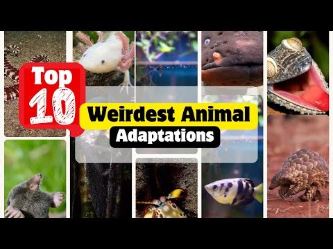 Top 10 Weirdest Animal Adaptations #animals #giapaapa #weirdanimals