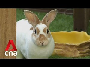 Year of the Rabbit: Pet stores calling for responsible ownership as interest spikes