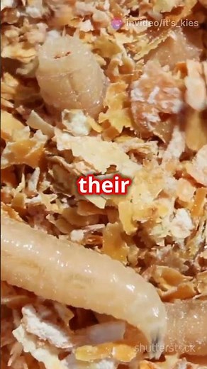 60 Seconds with a Fly CHANGED MY MIND About These Little Creatures!