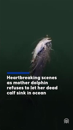 Heartbreaking scenes as mother dolphin refuses to let her dead calf sink in ocean