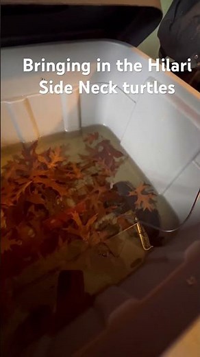Bringing In Our Side-Neck Turtles for Winter | PA Turtle Shed Update