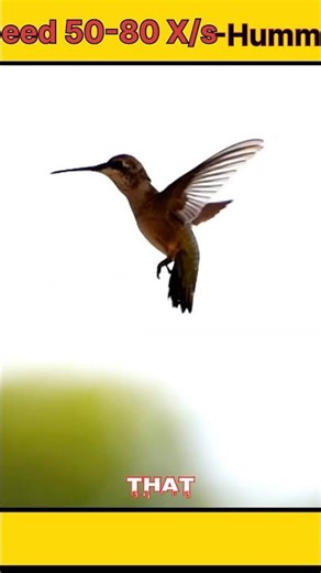 Hummingbirds:-Wing Speed Upto 50-80 times #wildlife #hummingbird #smallestbird #animalshorts