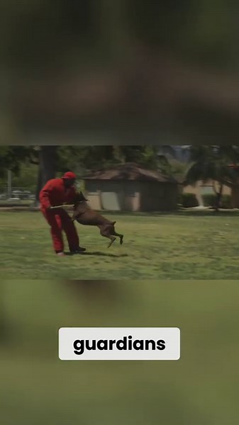 Doberman Pinscher Ultimate Protection, Companion, & Athlete!