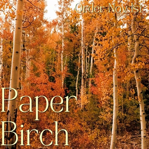 Eager Paper Birch will be quick to please pretty much any home. With iconic white peeling bark, speckled with black spots, Paper Birch is as loveable as it is enthusiastic. With textured leaves that almost laugh in the summer winds, and a striking bark that persists through the winter chill, Paper Birch is a year-round delight to have in the yard. Not just for play, Paper Birch is well known in working-plant communities, providing a grounding presence in unstable surface environments. Do you nee