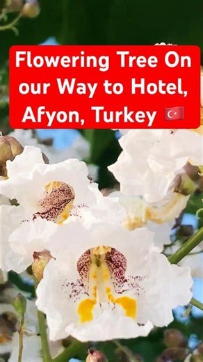 CATALPA See Beautiful Ornamental Tree Flower: On Our Way to Hotel, Afyon, Turkey #travel #flowers