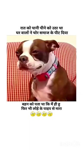 funny video wait for end 😅!! #fuuny #shorts #shortsfeed