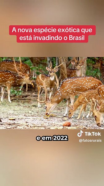 Nova espécie exótica ameaça o Brasil