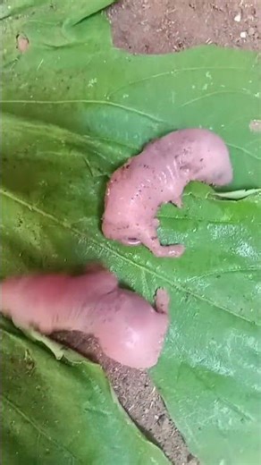 🐁🐀🐀 ಎಲಿತ ಕಿನ್ನಿಳು(ಇಲಿಮರಿಗಳು)