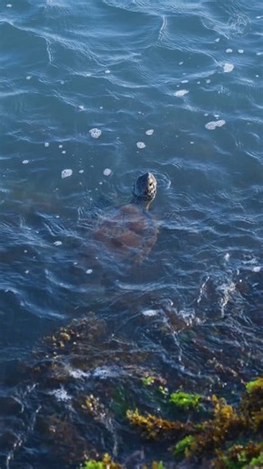 🌊 Powerful waves can strand feeding sea turtles on the jetties. If you find a sea turtle in need of help at South Padre Island. Call Sea Turtle Inc. at (956) 243-4361 🤚Keep your distance! 🥰Your call can save a sea turtle. | Sea Turtle, Inc