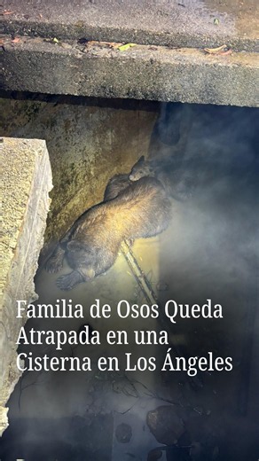 Mamá osa y sus dos hijos salen vivos de cisterna en Los Ángeles tras gruñir por rescate