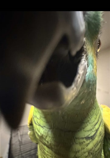 Pretty Fly (For a White Guy) - The Offspring Analysis