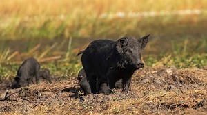Millions of feral pigs pose bigger threat to environment than previously thought