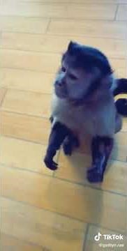 La scimmia domestica