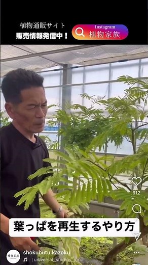 Pruning Everfresh! #Everfresh #Pruning #PlantFamily #FloweringGarden #kaikaen