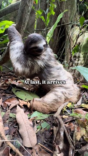 The Sloth Conservation Foundation on Instagram: "Sloths are slow in everything they do, including digestion—it can take them up to 30 days to process a single leaf. When it's time to defecate, they come down to the ground, a rare and vulnerable moment. For the Great Sloth Census, we’re using a specially trained sloth scat detection dog to locate these elusive poop piles to estimate sloth populations."