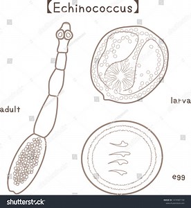 Parasite Echinococcusadult Larva Egg Vector Illustration Stock Vector (Royalty Free) 1474987130 | Shutterstock