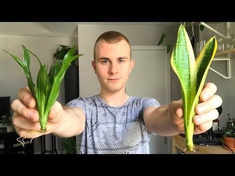 Salvaging Your Houseplants From Root Rot