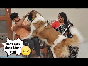 Dog protecting owner | Saint Bernard | Cute Dog videos