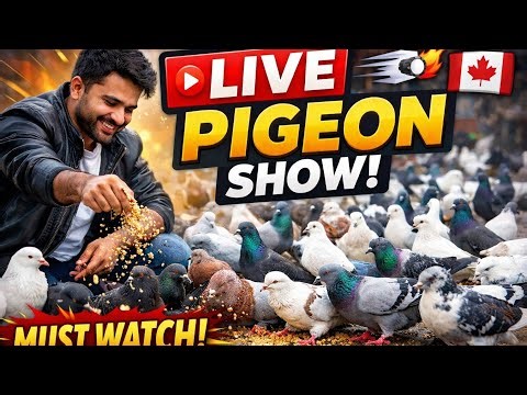🔴 LIVE: Royal Pigeons Flying Show! 🕊️🔥🔴 LIVE Pigeon Racing – Speed in the Sky! 💨