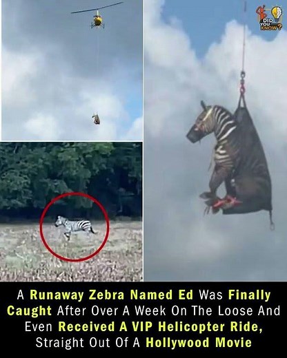 A zebra named Ed became famous in Tennessee after running away #news #ytshort #viralvideo #viral