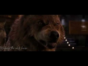 Twilight wolves-dark horse