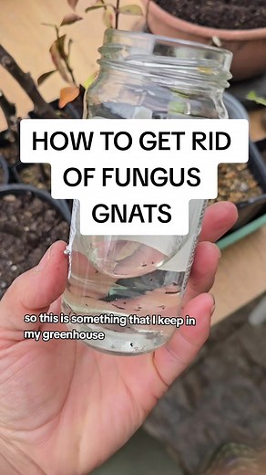 Effective Ways to Eliminate Fungus Gnats from Your Plants