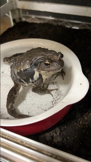 ヒキガエルの鳴き声