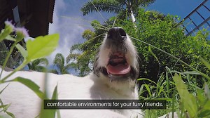 DIY Pet Projects for Home