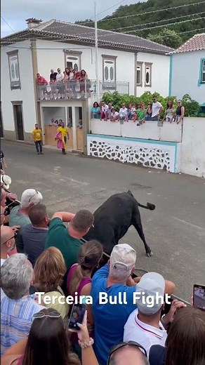 Terceira Bull Fight Highlights!