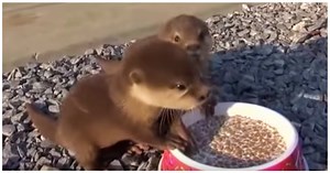 Hungry Baby Otters Rescued After Mom Dies Squeak With Delight For Food