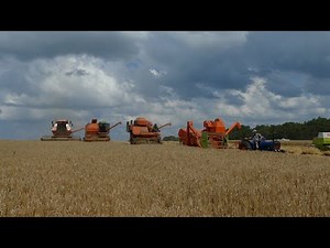 4 Vintage Dronningborg Harvesting At Once - Dronningborg D600, D900, D1200, D2600
