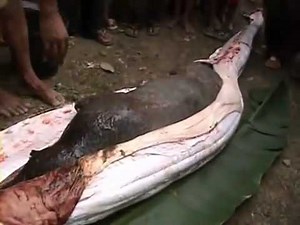 Crazy people kill a Python that was eating Pig