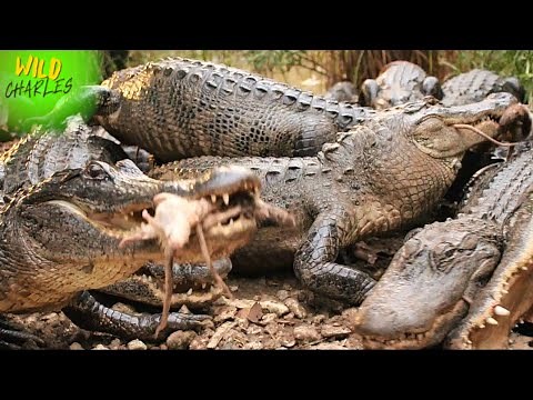 Hundreds of alligators eating rats!