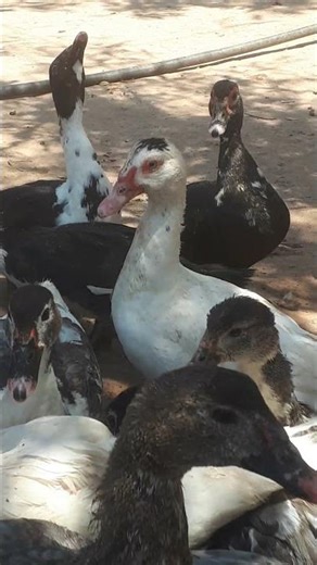 The Hidden Meaning Behind Duck Signals