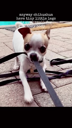 Today’s best favourite animal is called chi-chi-hoo-ah ❤️❤️ #favoriteanimal #chihuahua #chi #chiwawa #chichi #dogsoftiktok #chihuahuastiktok #creepydave #kevin #kevinslife #tinydog #cutedog #okbye @bekebear @Bri and Baron @Frankie the Chihuahua