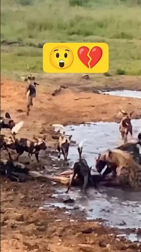 Hyenas Steal the Kill! 🔥🦴 #wildlife #wildlifeentertainment #wildlifeentertainment #animals #lion
