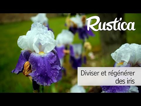 Diviser et régénérer les iris en début d'été