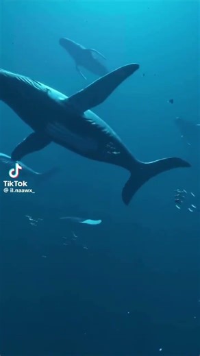 Majestic Whales Swimming Freely