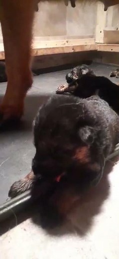 German Shepherd puppies!! Born June 12 2025, and now 2 weeks old!!