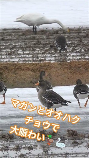 雪解け進む畑に集まるマガンとオオハクチョウ🦆🦢#マガン #オオハクチョウ #北海道の野鳥