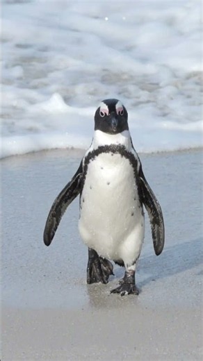 The World's Best Free Penguin 🐧 Experience
