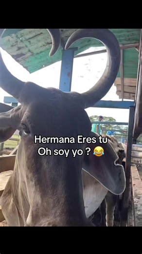 #jajja @Ingrid Sarahí 🤠 @maholi | hermana eres tu