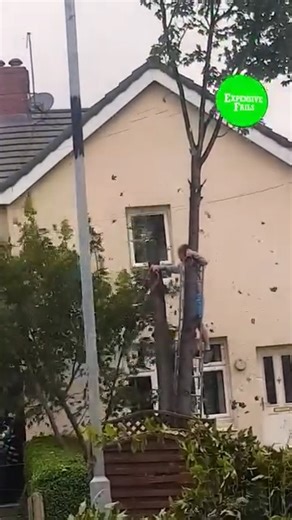 Tree trimming gone wrong 🌳🫣 #DIY #homeimprovement #expensive #bluecollar #fail #viral | FailArmy