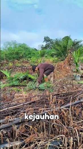 Mengganti kelapa sawit abnormal