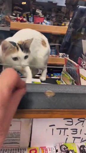 Adorable & Funny Fat Cat Moments