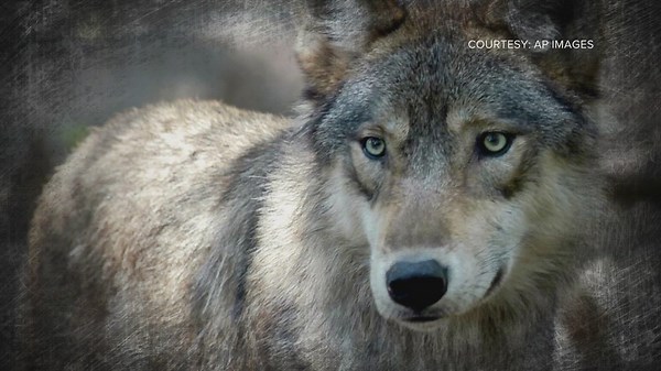 Washington state rejects Colorado's request for wolves this winter