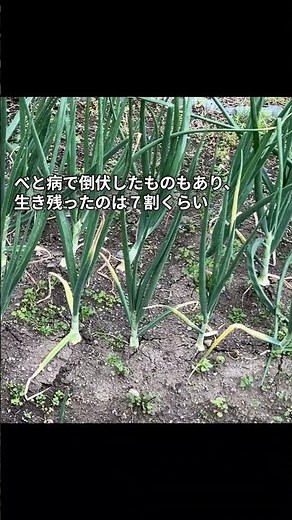 玉ねぎ収穫 ２ 収穫１か月前の状況
