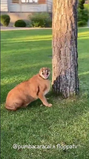 Caracal Pumba Hissing Compilation : Floppa #shorts