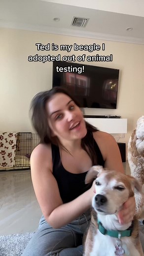 Grooming Teddy: Beagle Self Care Routine