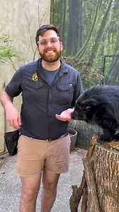 Meet Wilbur the Palawan binturong, one of the stars of our Wild Works Animal Show! 🥰 You can spot him daily at 1 and 2 pm in the show! | Nashville Zoo
